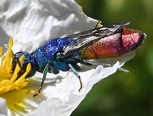 Chrysura refulgens